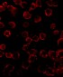 Bim Antibody [1C2H4] 